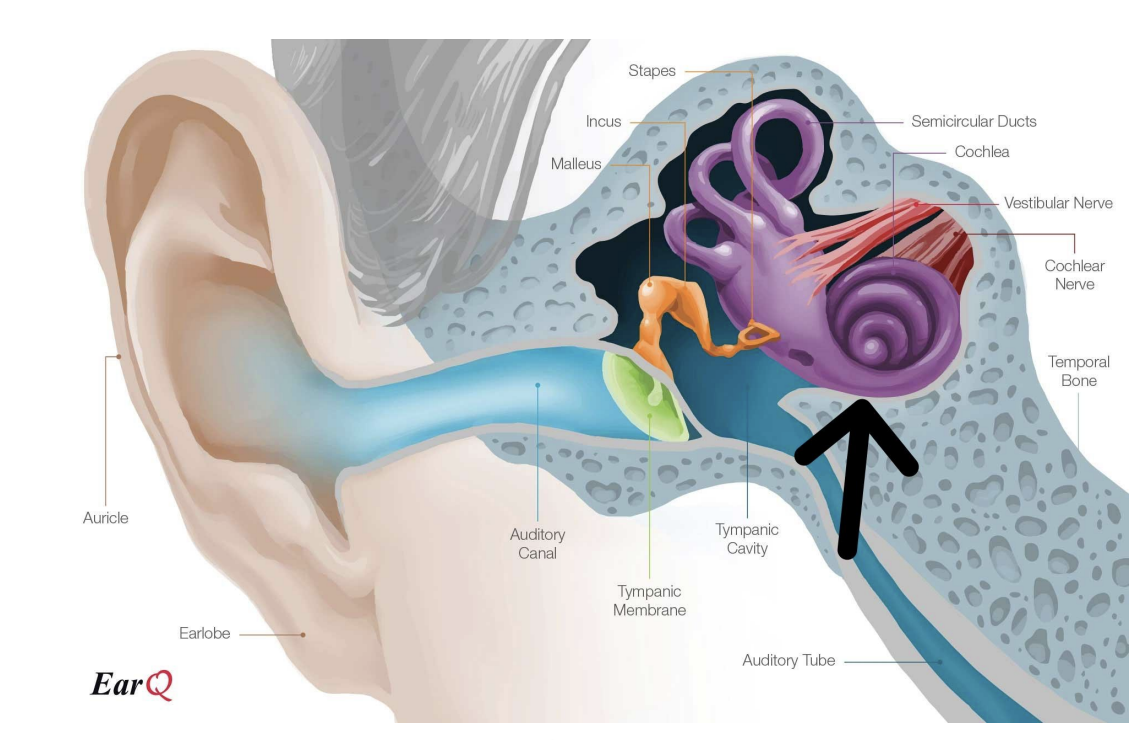 Anatomy of the Ear