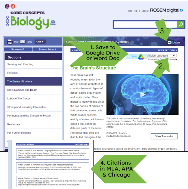 Screenshot of Core Concepts Biology page. Steps needed: 1. Save to Google Drive or Word Document, 2. points at the select language dropdown menu, 3. points to the listen button, 4. Citations in M L A, A P A and Chicago are listed at the bottom